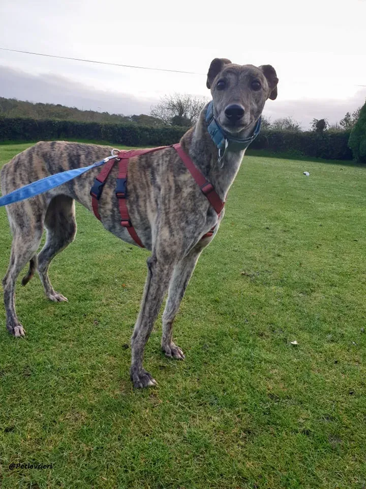 Lilly adozione greyound levriero ireland 6