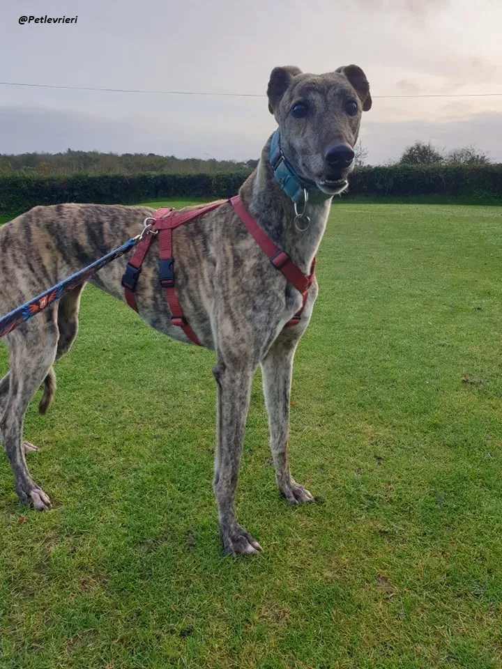 Lilly adozione greyound levriero ireland 7