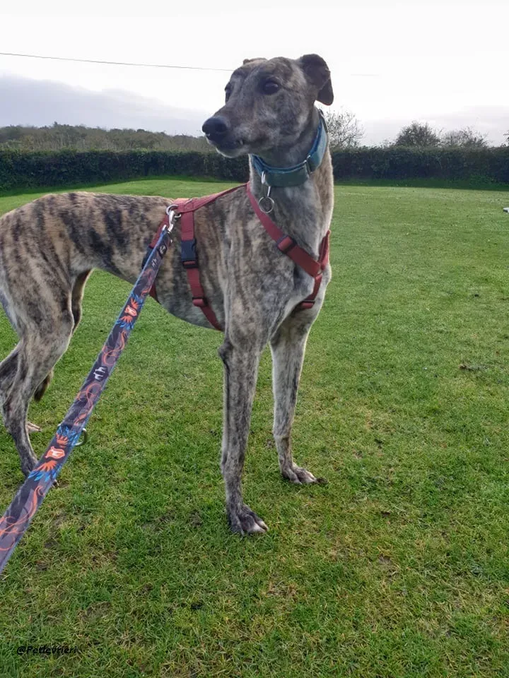 Lilly adozione greyound levriero ireland 8