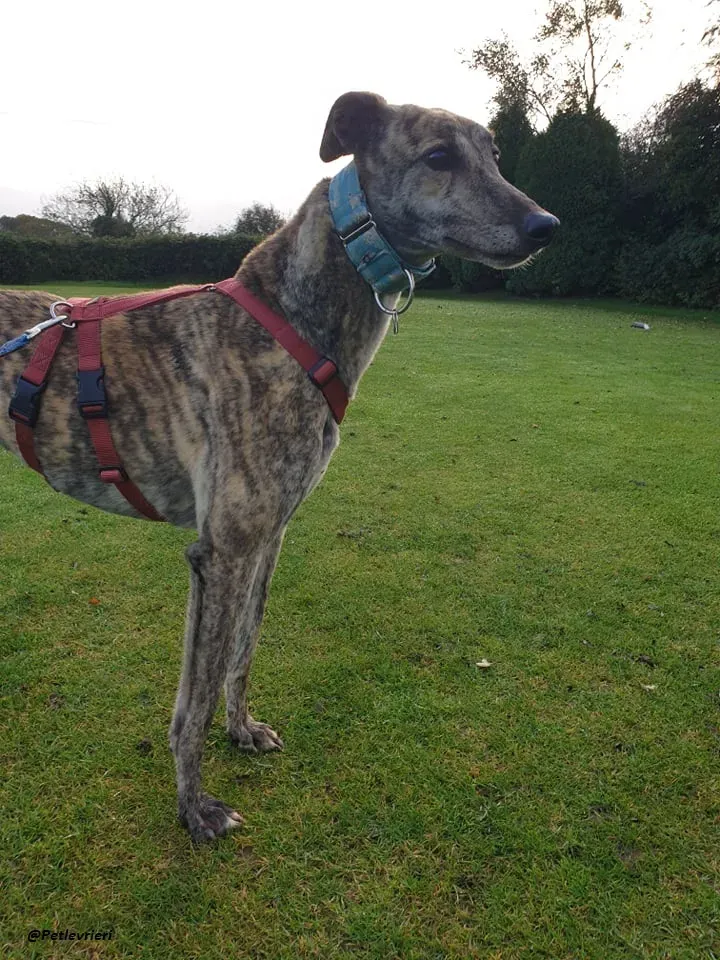Lilly adozione greyound levriero ireland 9