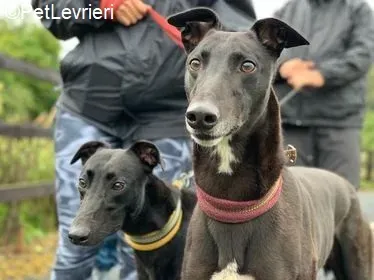 Lily Spud adozione levrieri greyhound 1