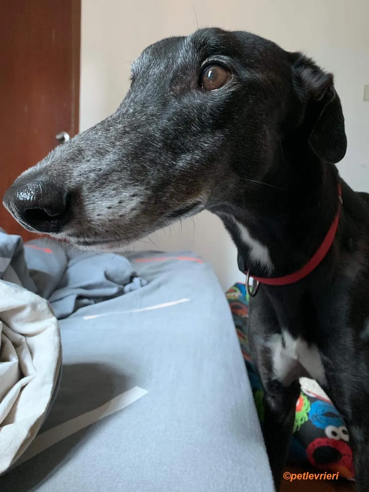 Lime Size adozione levrieri greyhound 1