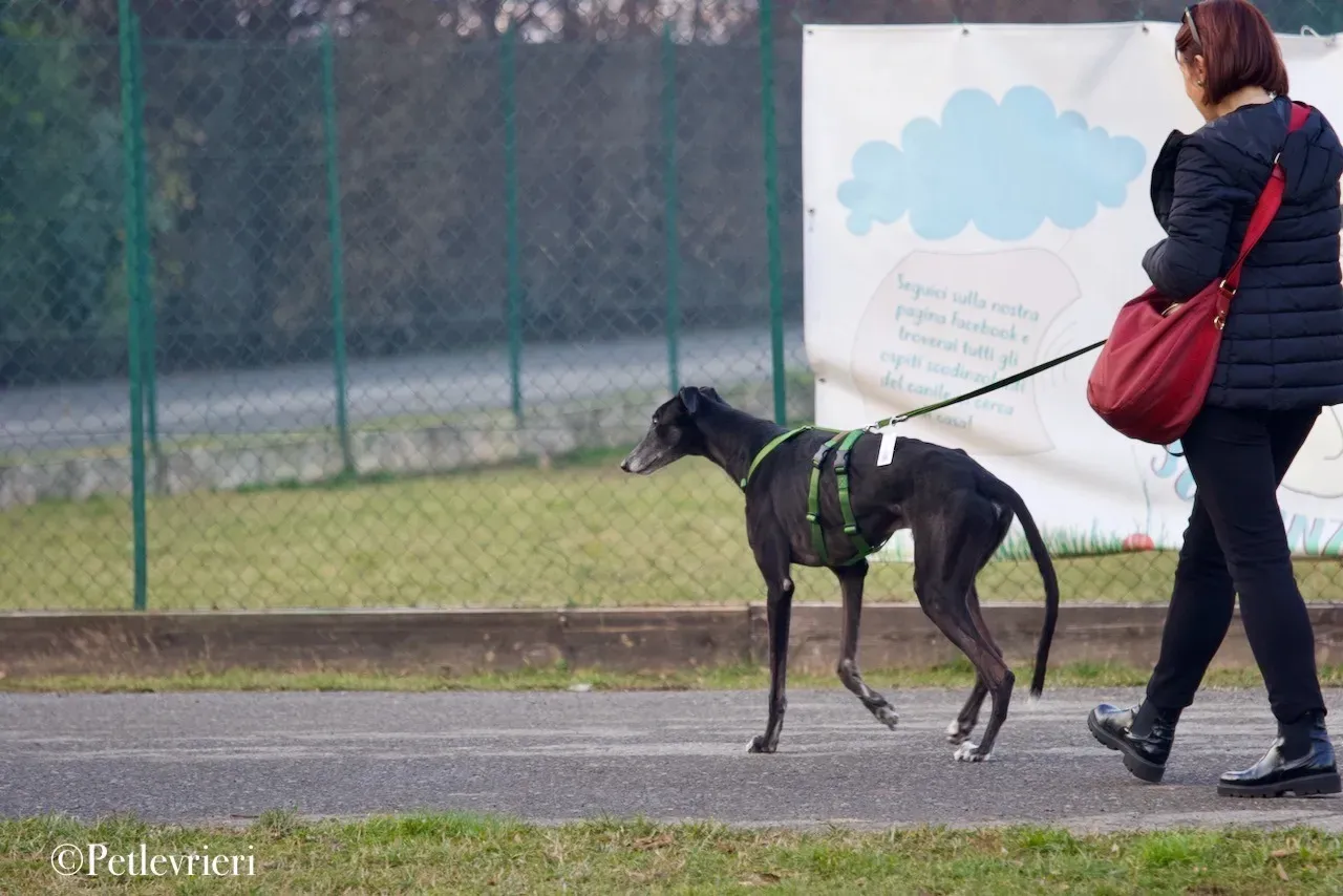 Lime Size adozione levrieri greyhound 10