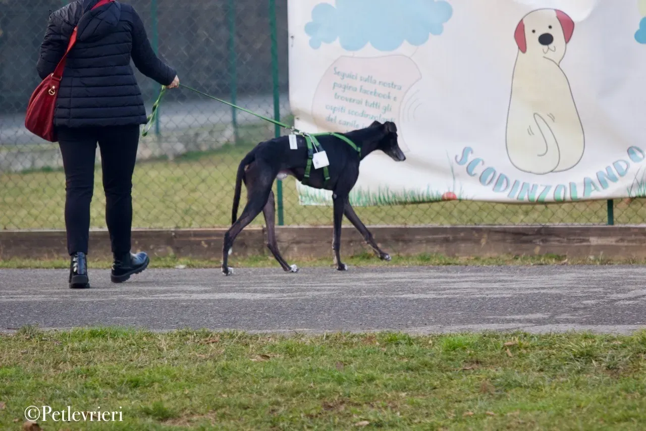 Lime Size adozione levrieri greyhound 11