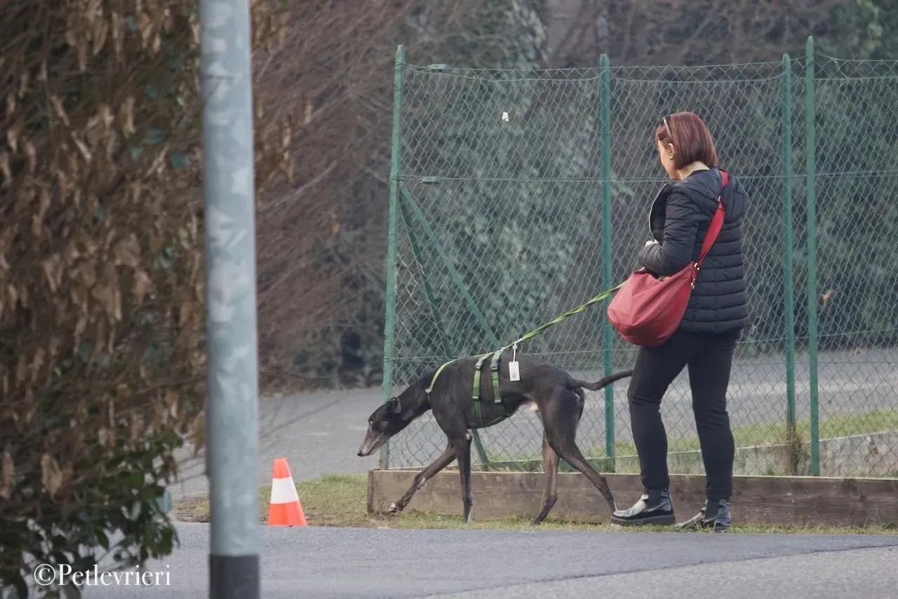 Lime Size adozione levrieri greyhound 12