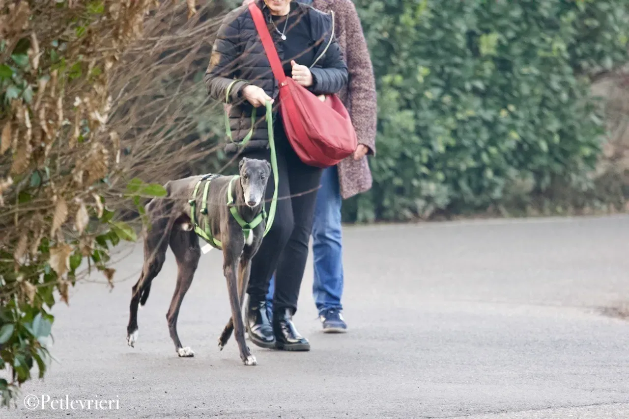 Lime Size adozione levrieri greyhound 13