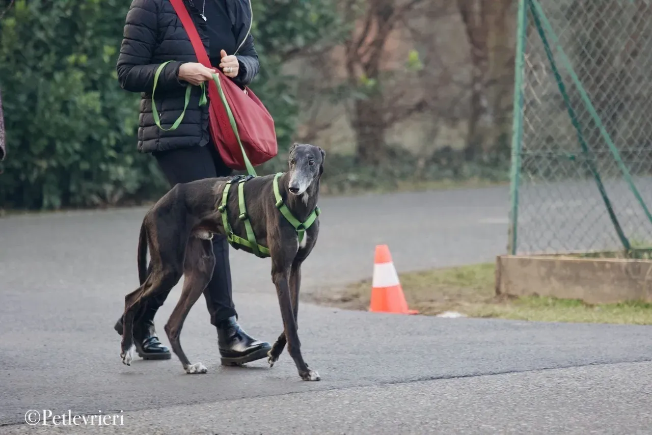 Lime Size adozione levrieri greyhound 14