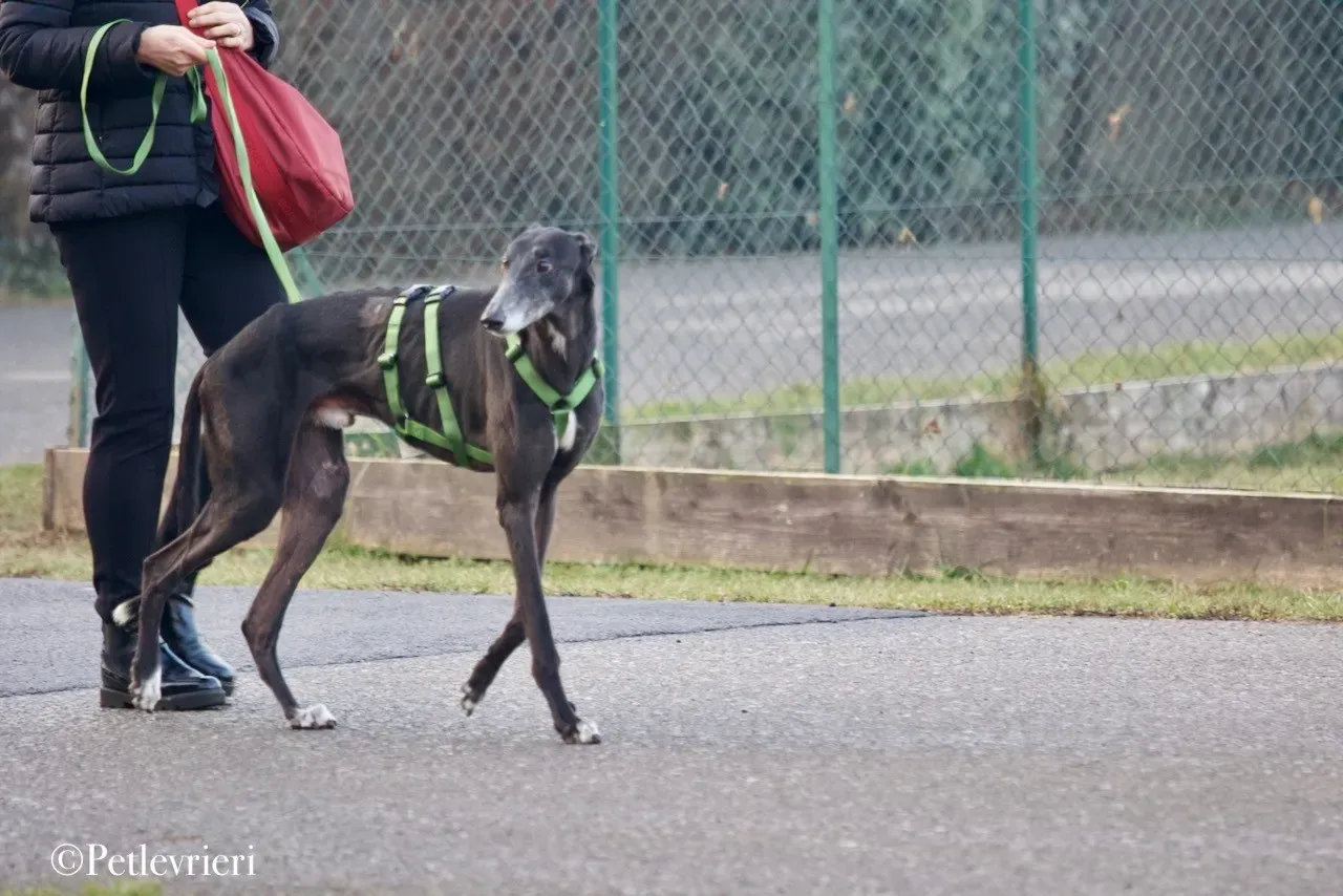 Lime Size adozione levrieri greyhound 15