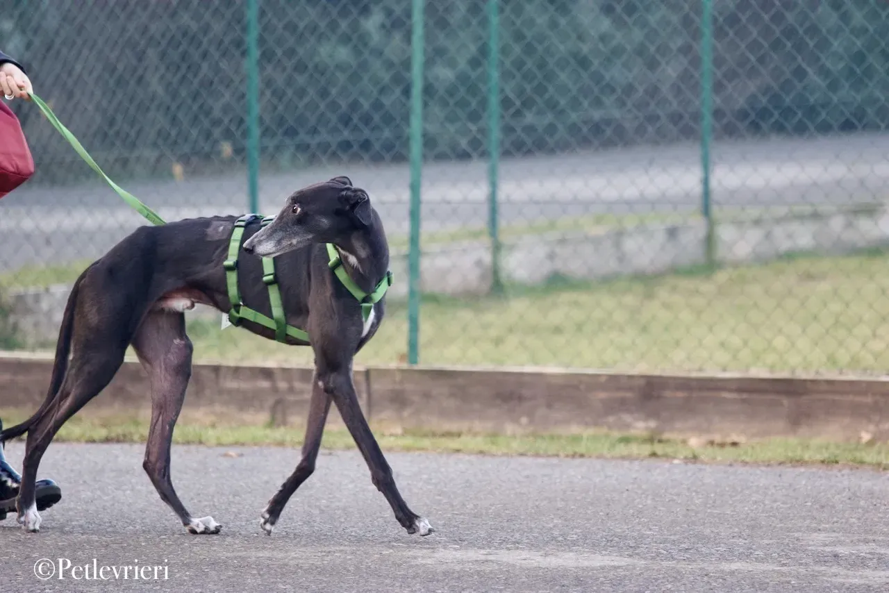Lime Size adozione levrieri greyhound 16