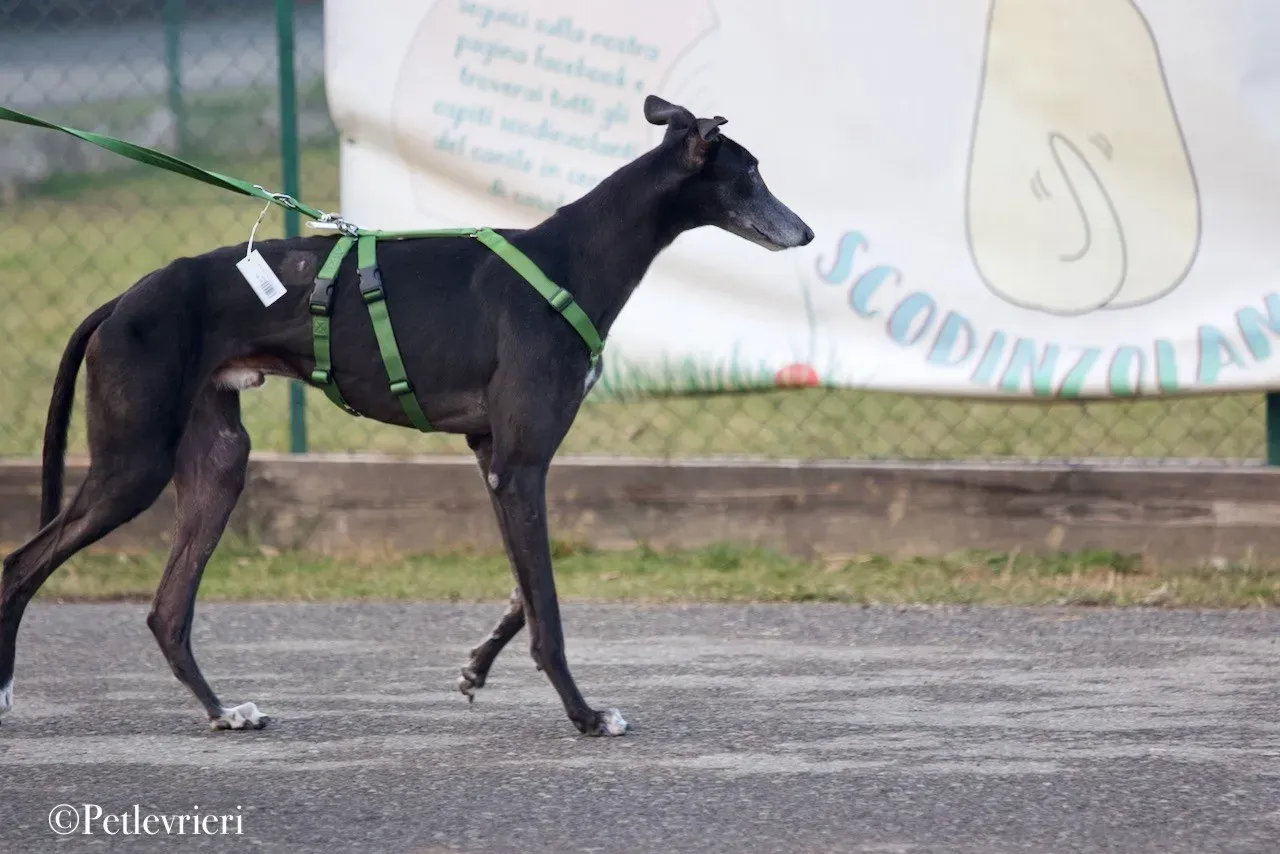 Lime Size adozione levrieri greyhound 17