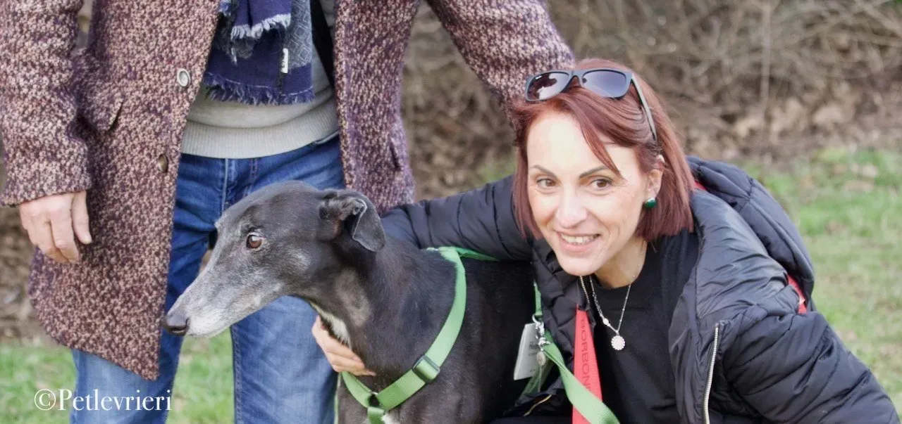 Lime Size adozione levrieri greyhound 18