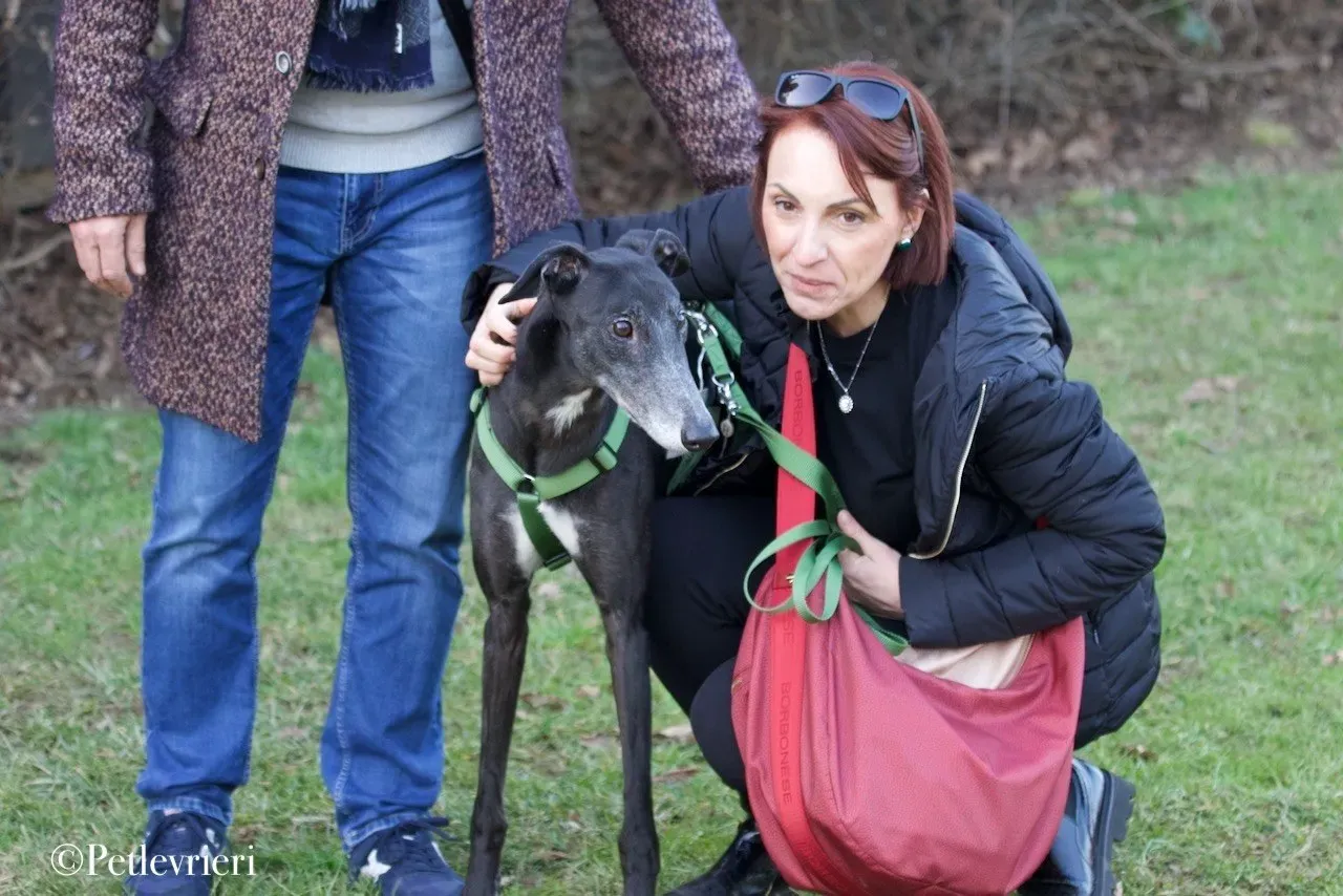Lime Size adozione levrieri greyhound 19