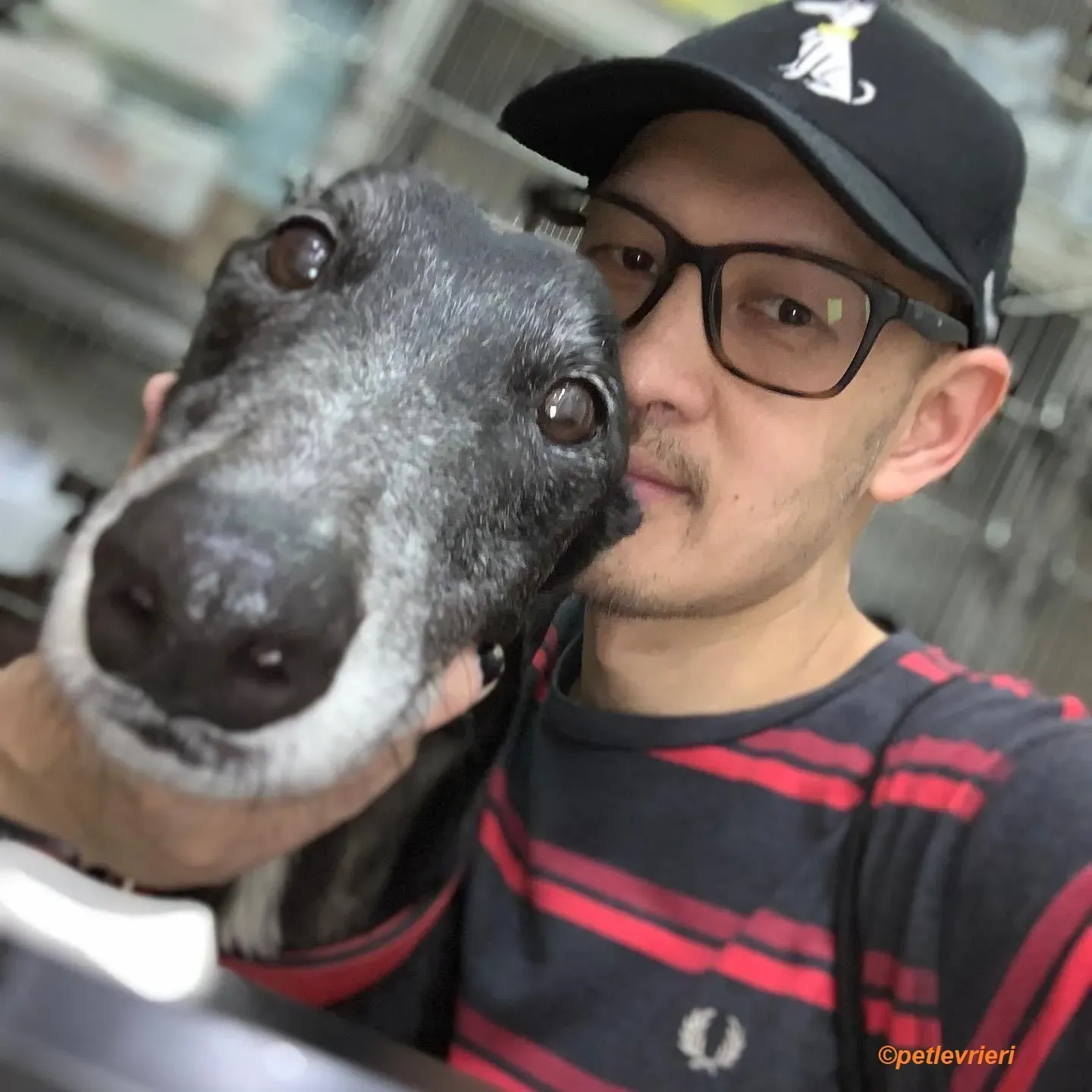 Lime Size adozione levrieri greyhound 2