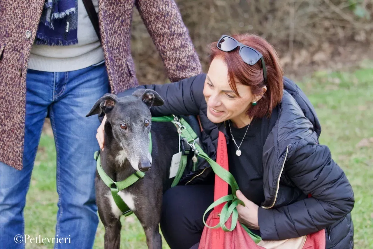 Lime Size adozione levrieri greyhound 20