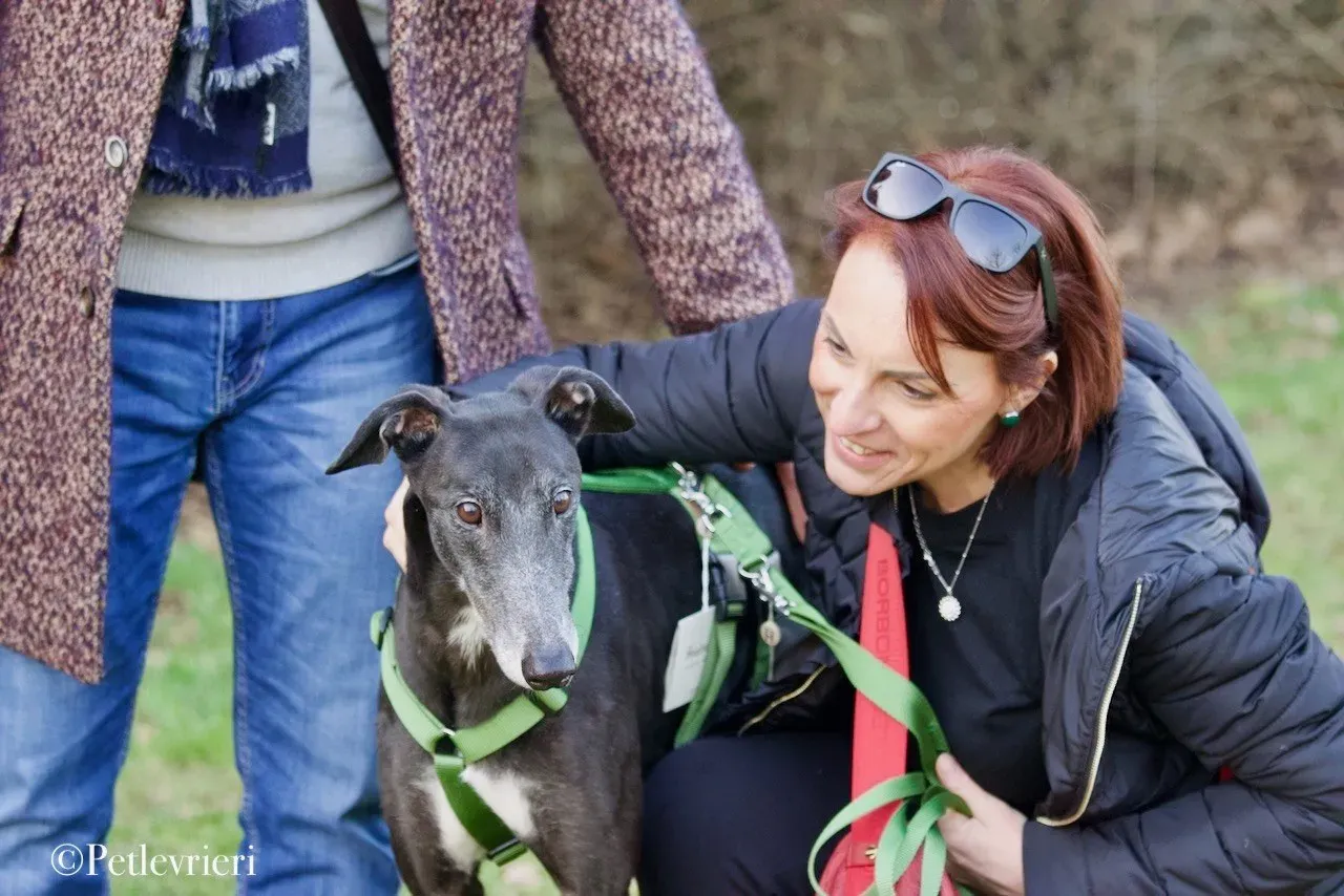 Lime Size adozione levrieri greyhound 21