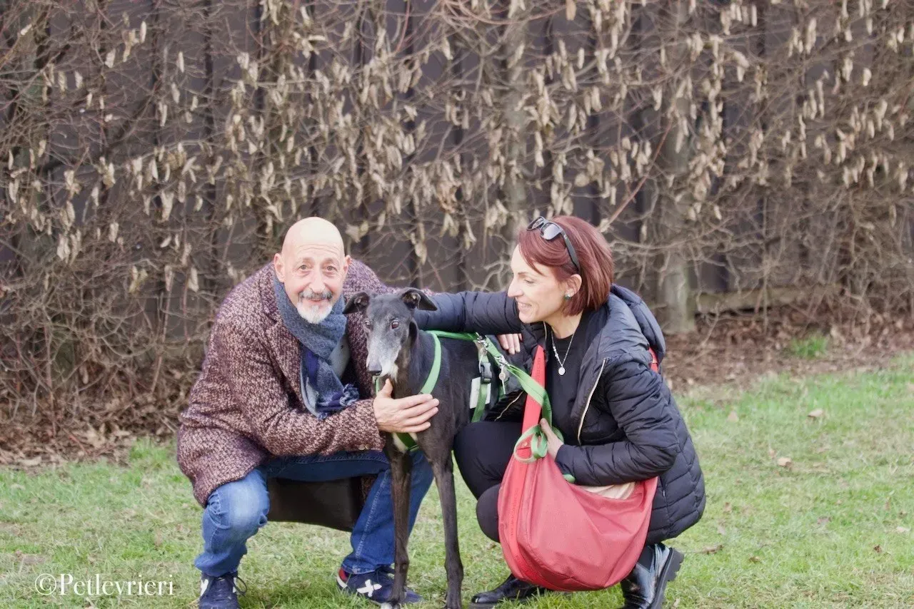Lime Size adozione levrieri greyhound 22