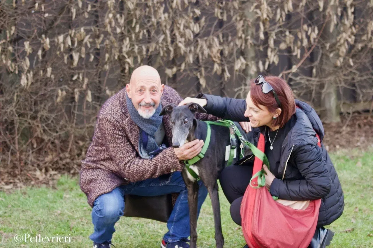 Lime Size adozione levrieri greyhound 23