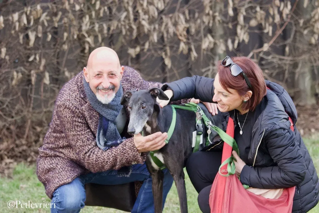 Lime Size adozione levrieri greyhound 24