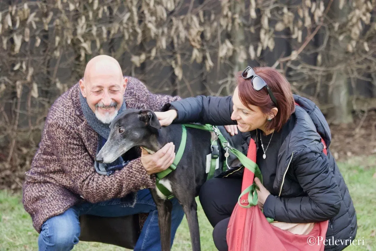 Lime Size adozione levrieri greyhound 25