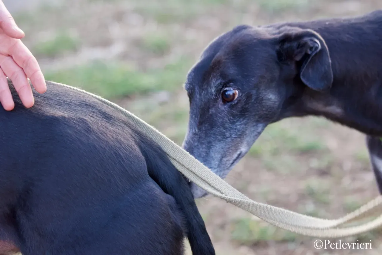 Lime Size adozione levrieri greyhound 26