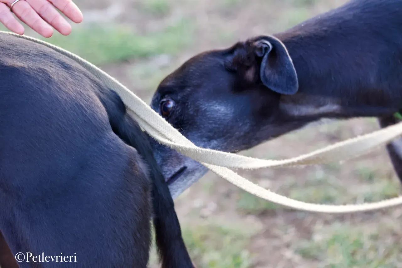 Lime Size adozione levrieri greyhound 27