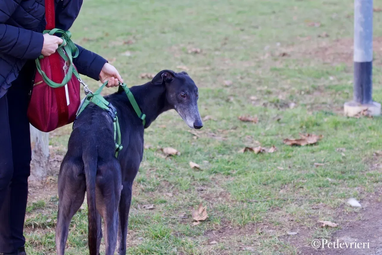 Lime Size adozione levrieri greyhound 28