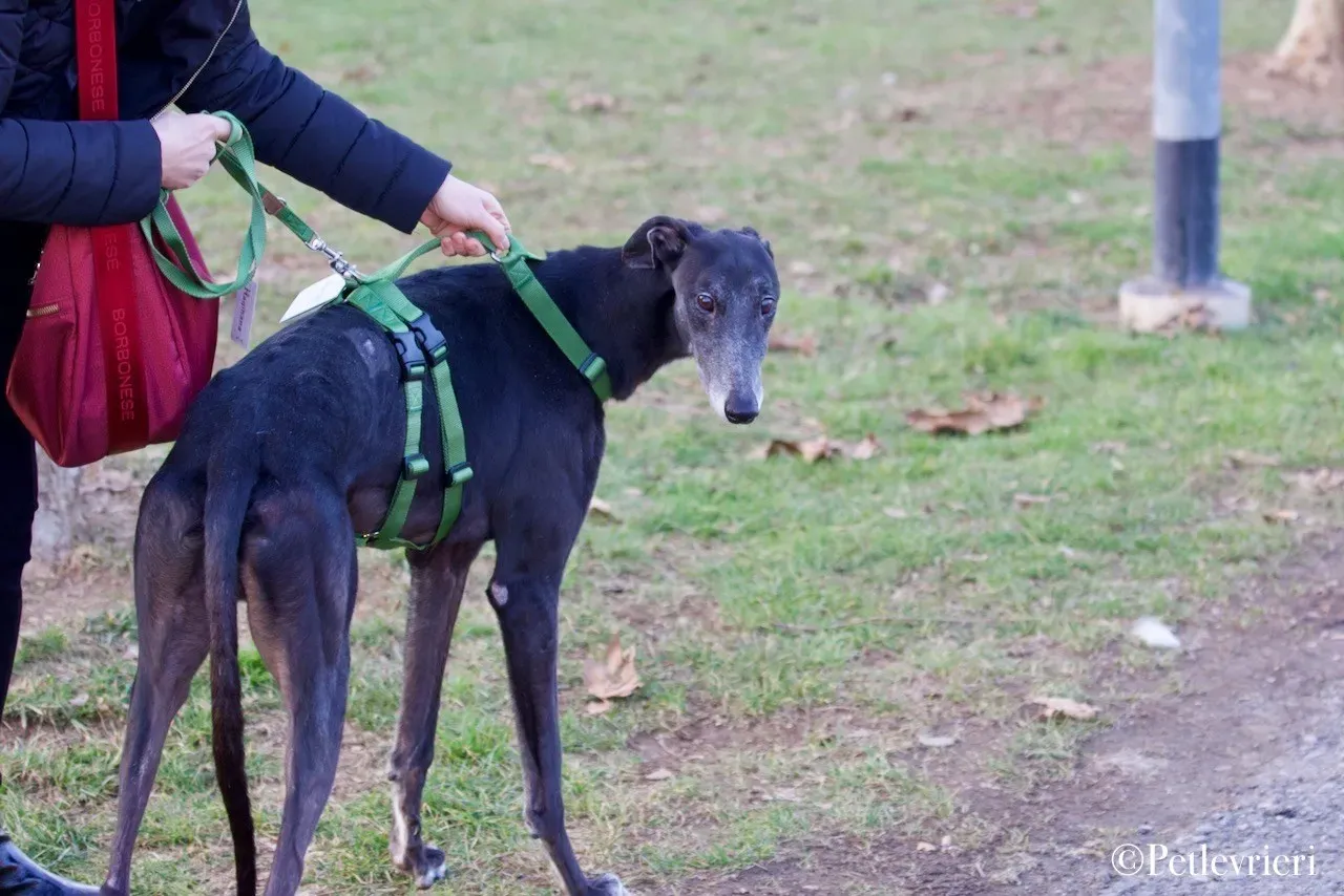 Lime Size adozione levrieri greyhound 29