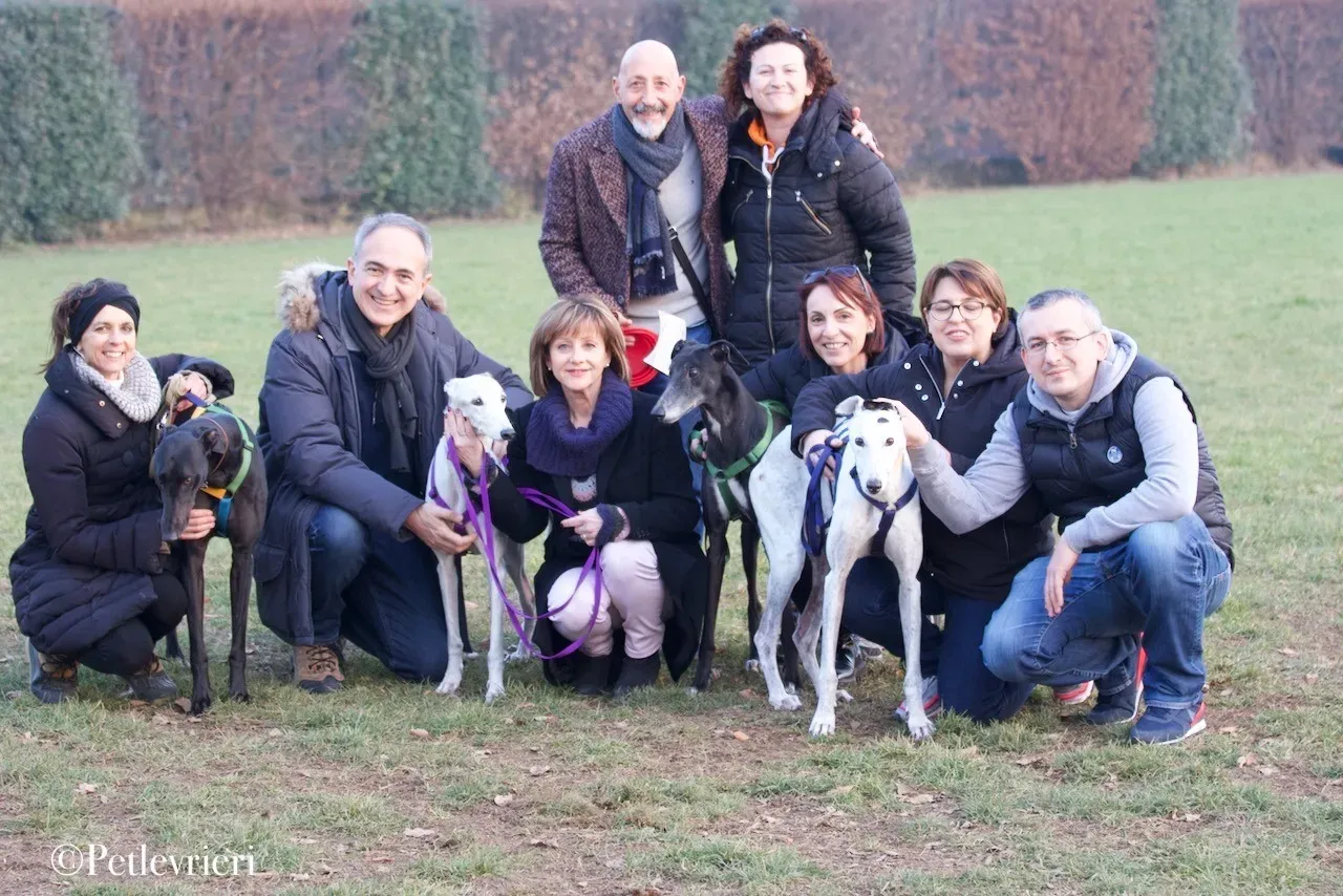 Lime Size adozione levrieri greyhound 30