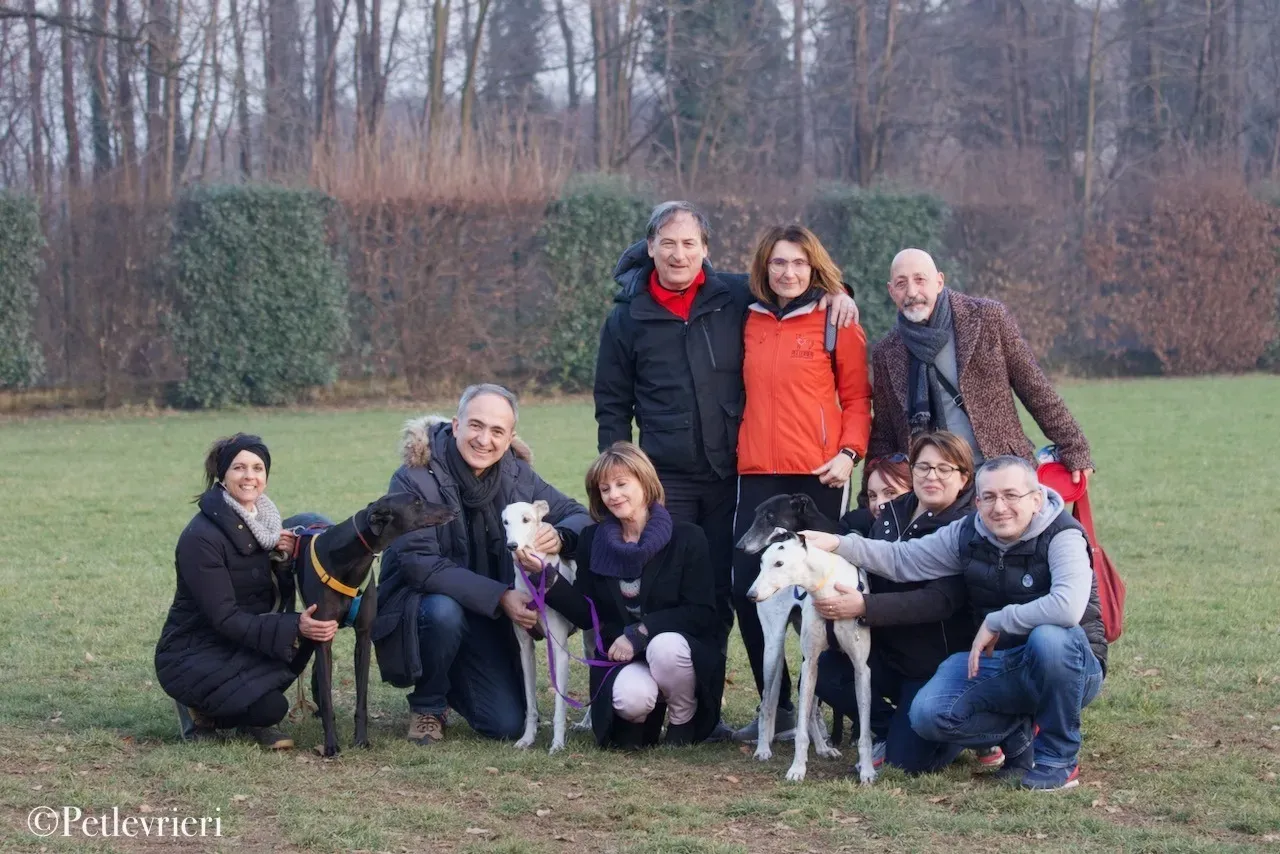 Lime Size adozione levrieri greyhound 32