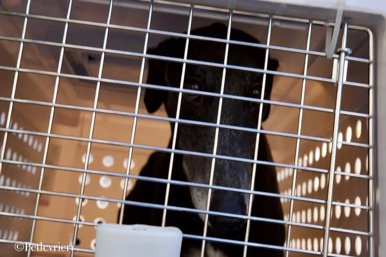 Lime Size adozione levrieri greyhound 33