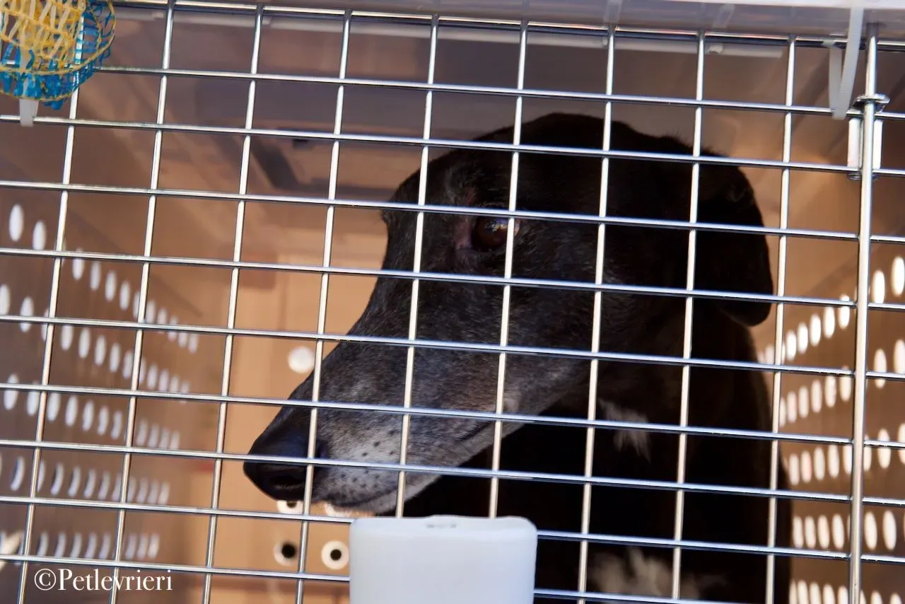 Lime Size adozione levrieri greyhound 34