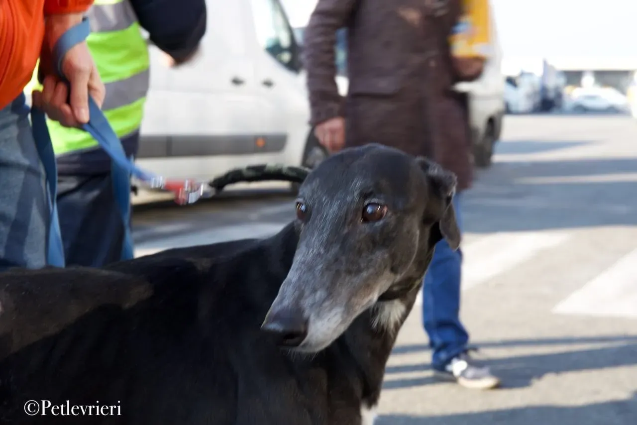 Lime Size adozione levrieri greyhound 35