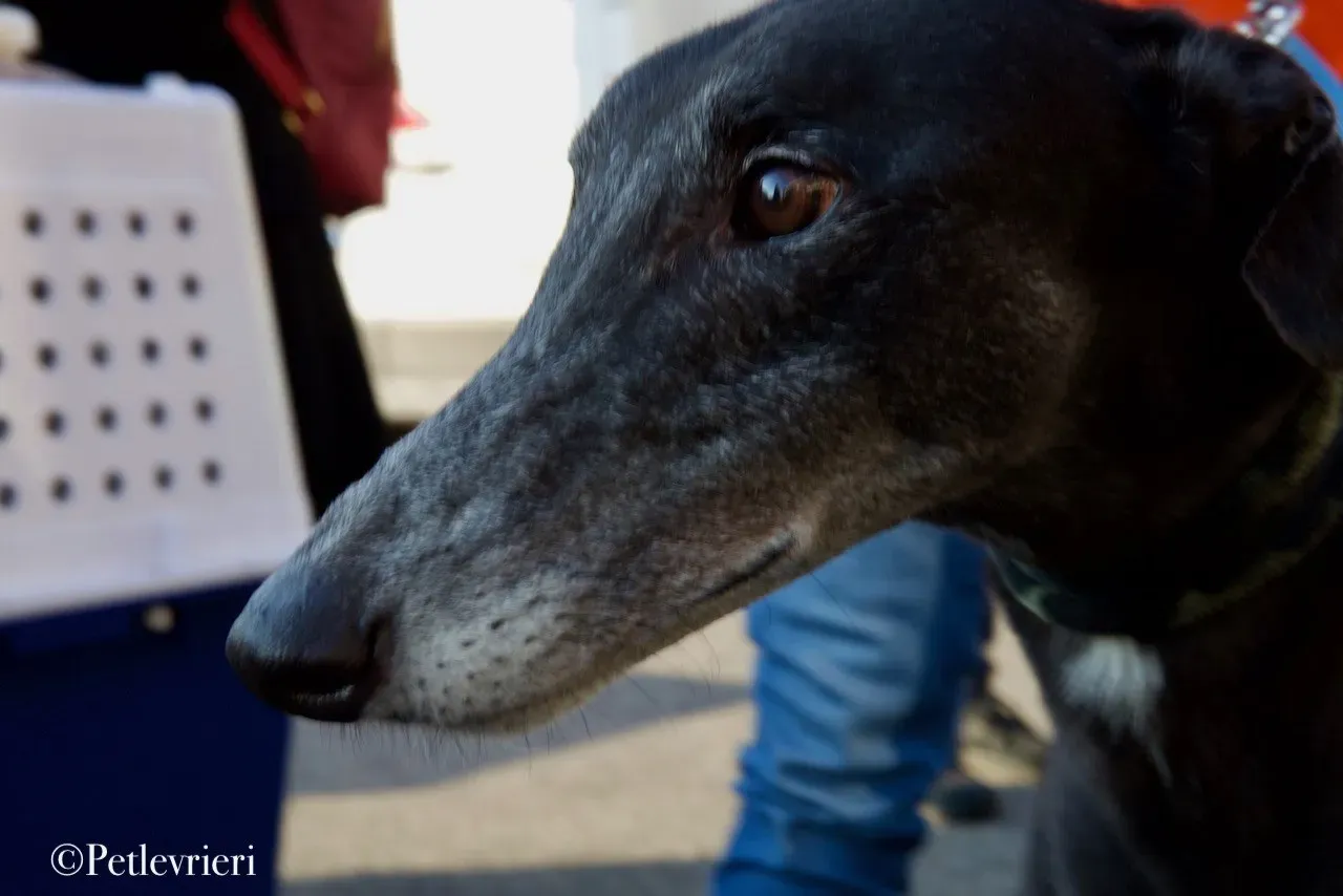 Lime Size adozione levrieri greyhound 36