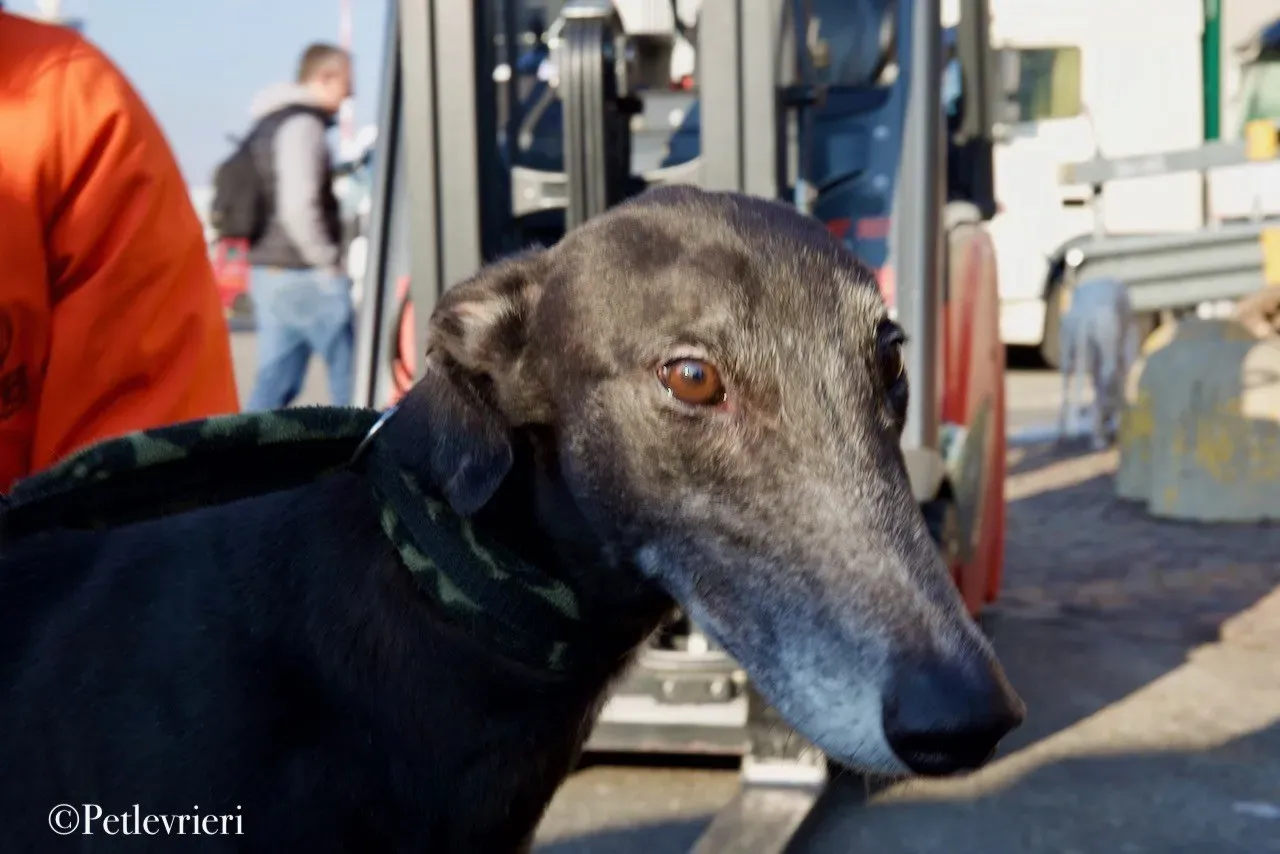 Lime Size adozione levrieri greyhound 37