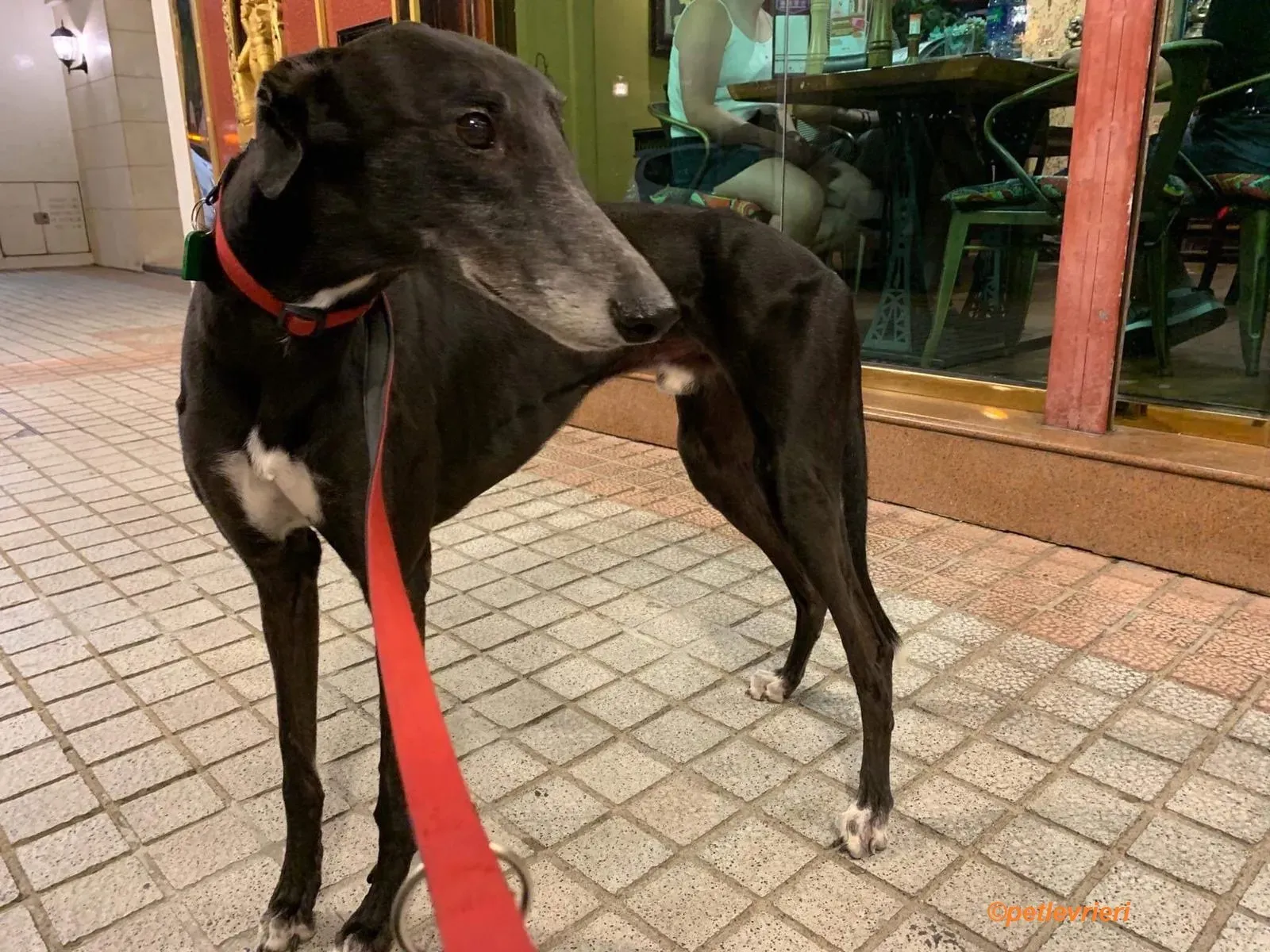 Lime Size adozione levrieri greyhound 4