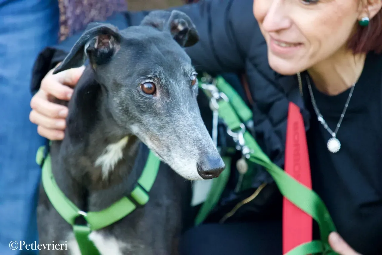 Lime Size adozione levrieri greyhound 5