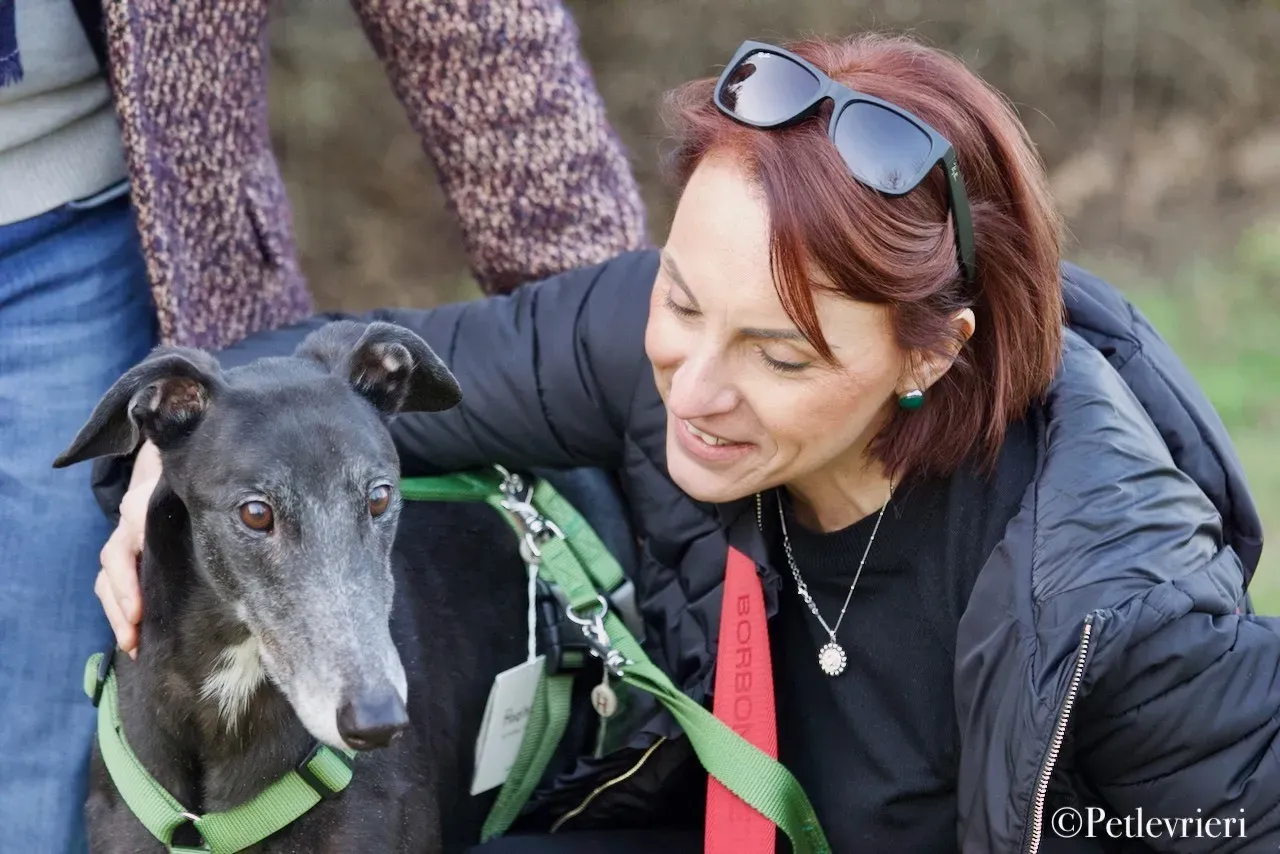 Lime Size adozione levrieri greyhound 6
