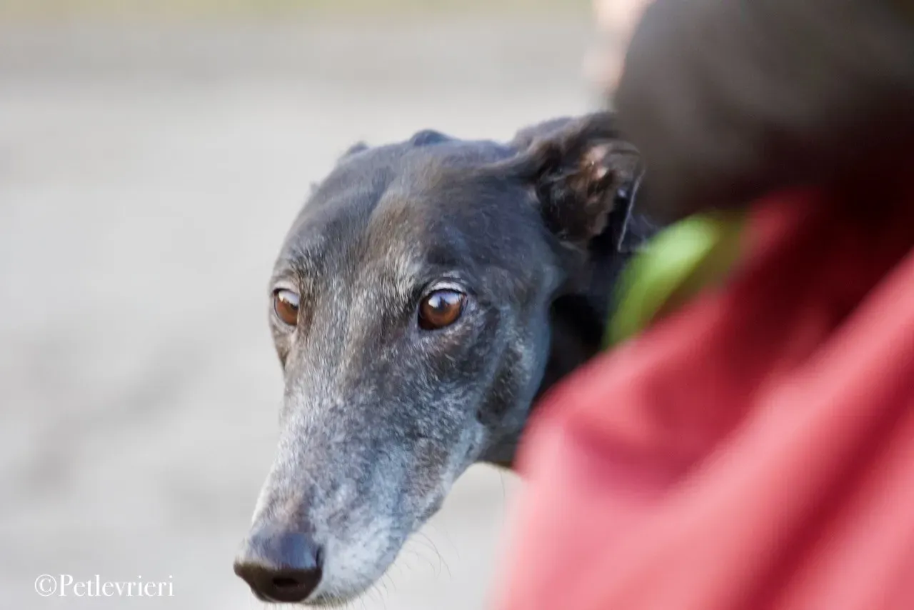 Lime Size adozione levrieri greyhound 7