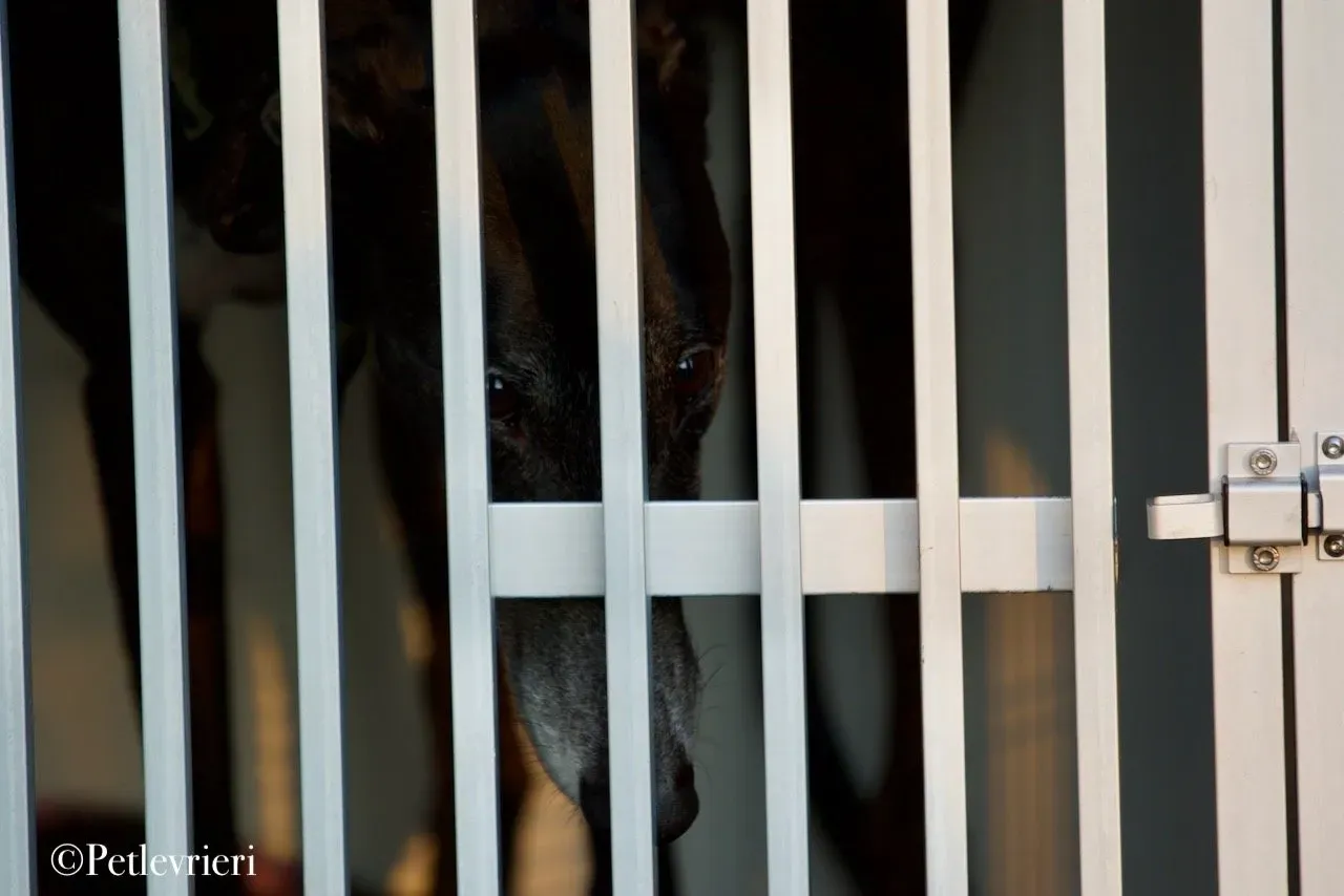 Lime Size adozione levrieri greyhound 8