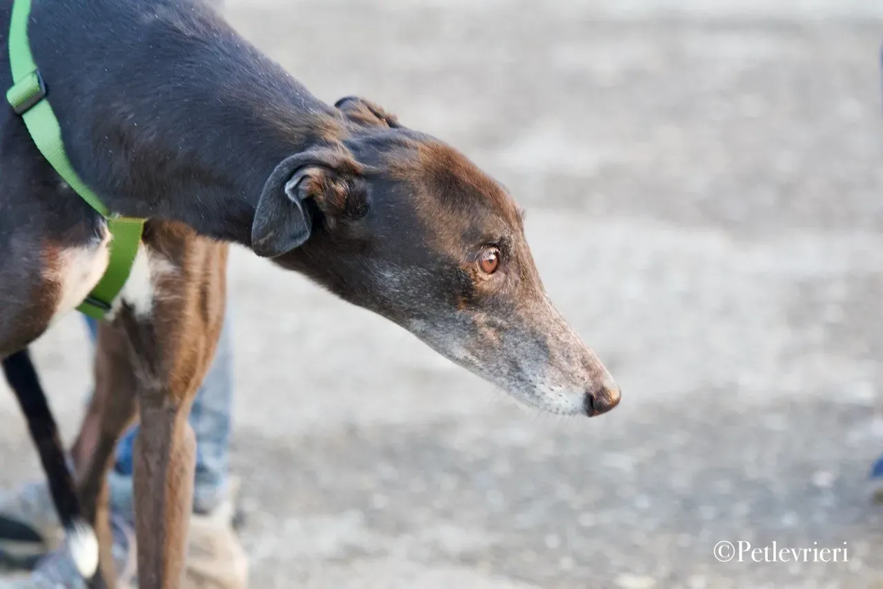 Lime Size adozione levrieri greyhound 9