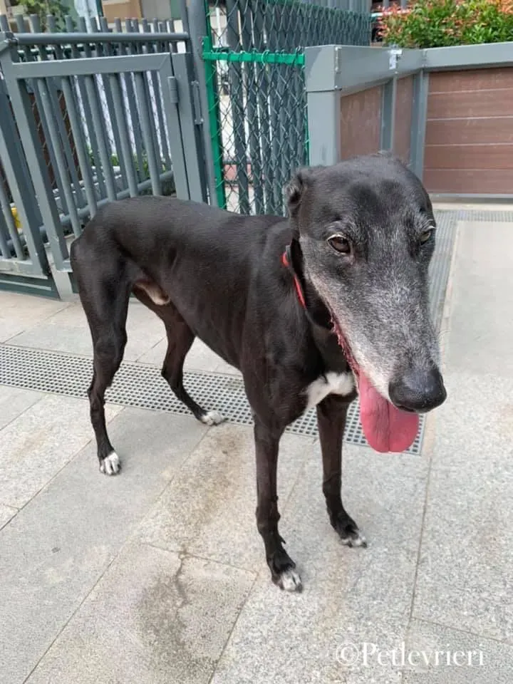 LimeSize pet levrieri grey macao1