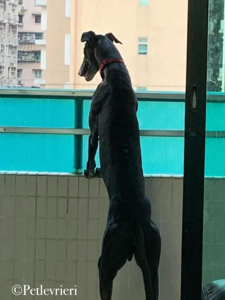 LimeSize pet levrieri grey macao2