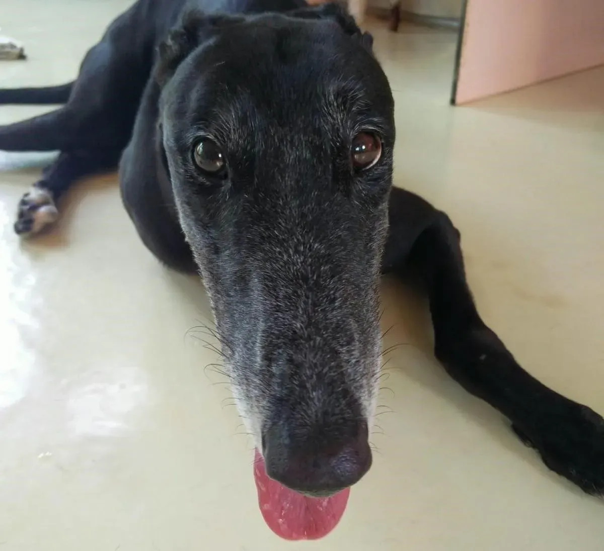 Limesize adozione levrieri greyhound macao 1 1 e1568214790974