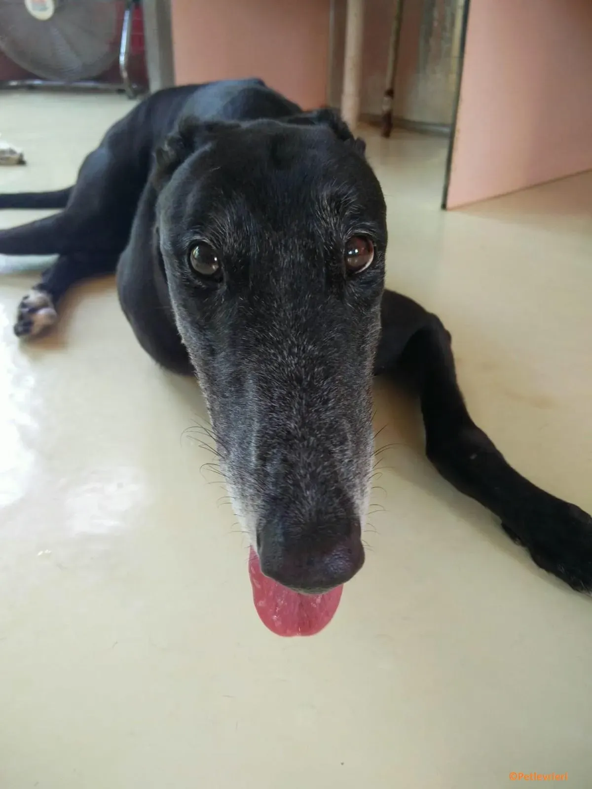 Limesize adozione levrieri greyhound macao 1