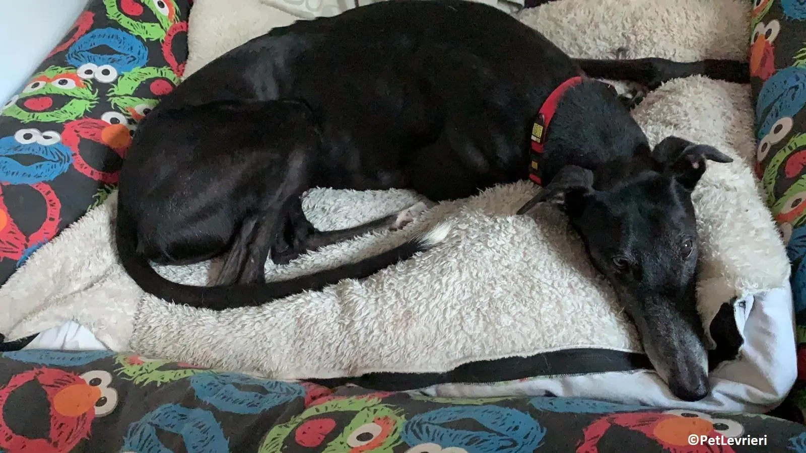 Limesize adozione levrieri greyhound macao 2