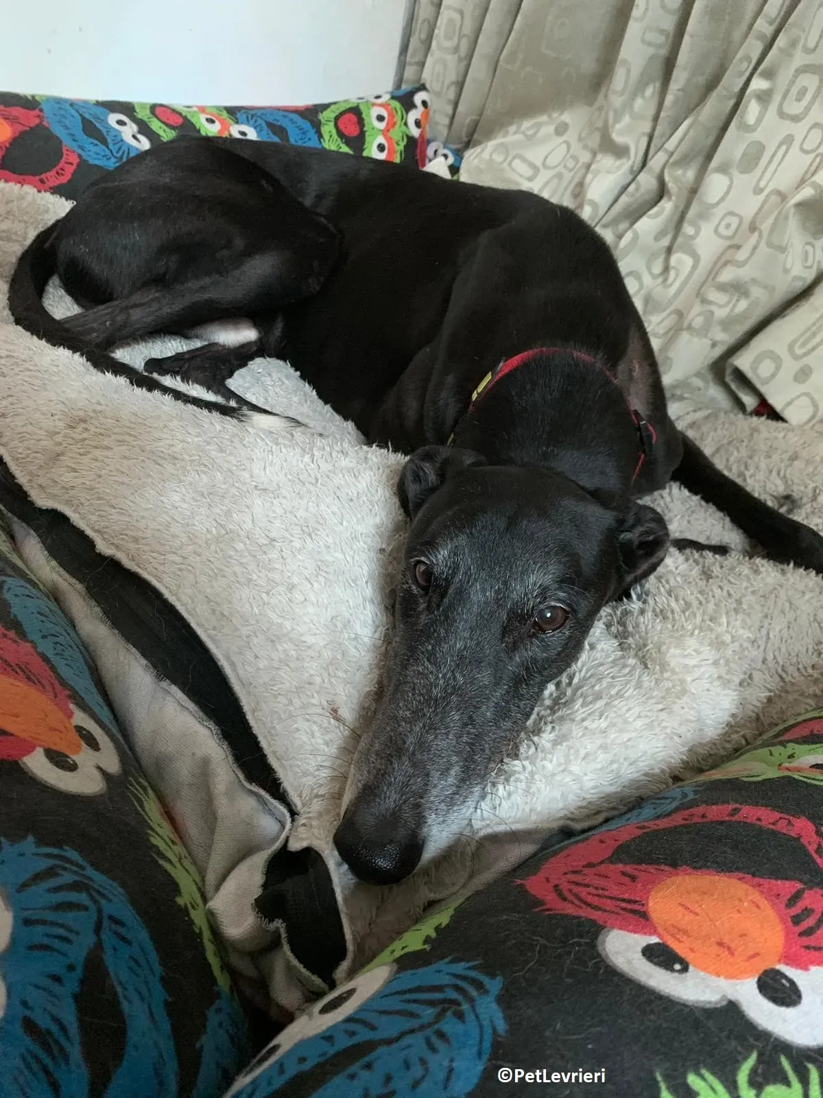 Limesize adozione levrieri greyhound macao 3