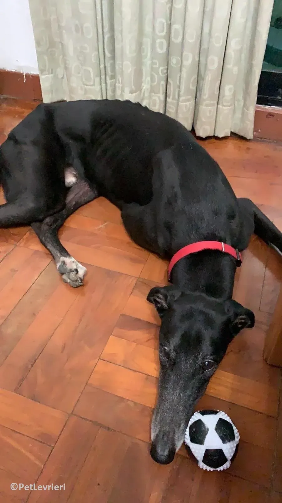 Limesize adozione levrieri greyhound macao 6