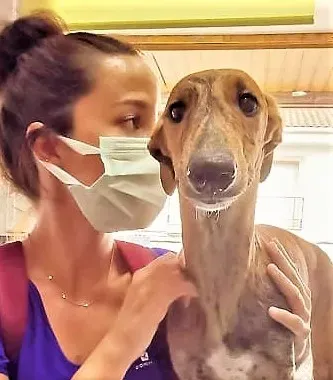 Limon adozione levrieri galgo 1 1