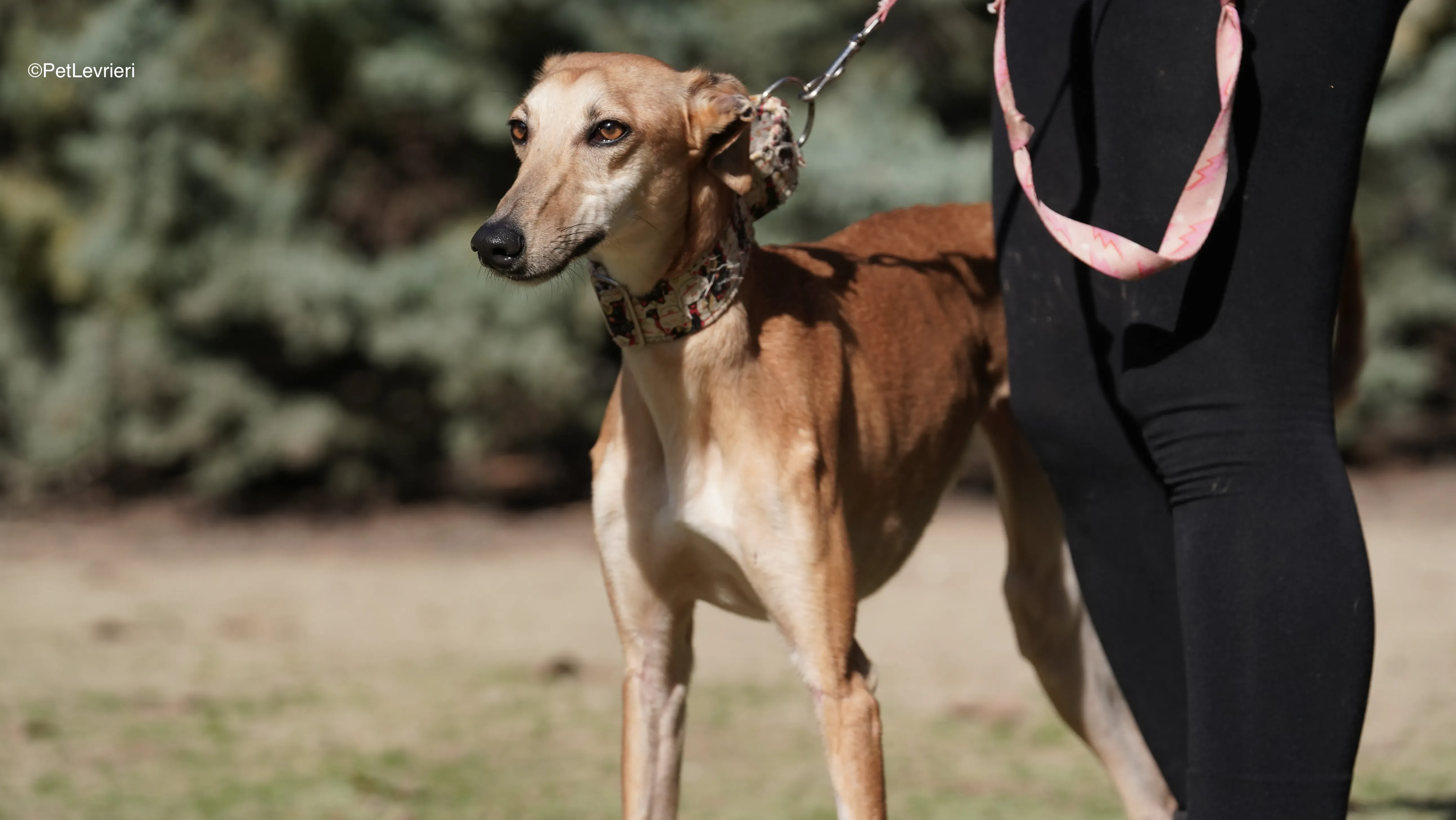 Linda adozione galgho pet levrieri 1