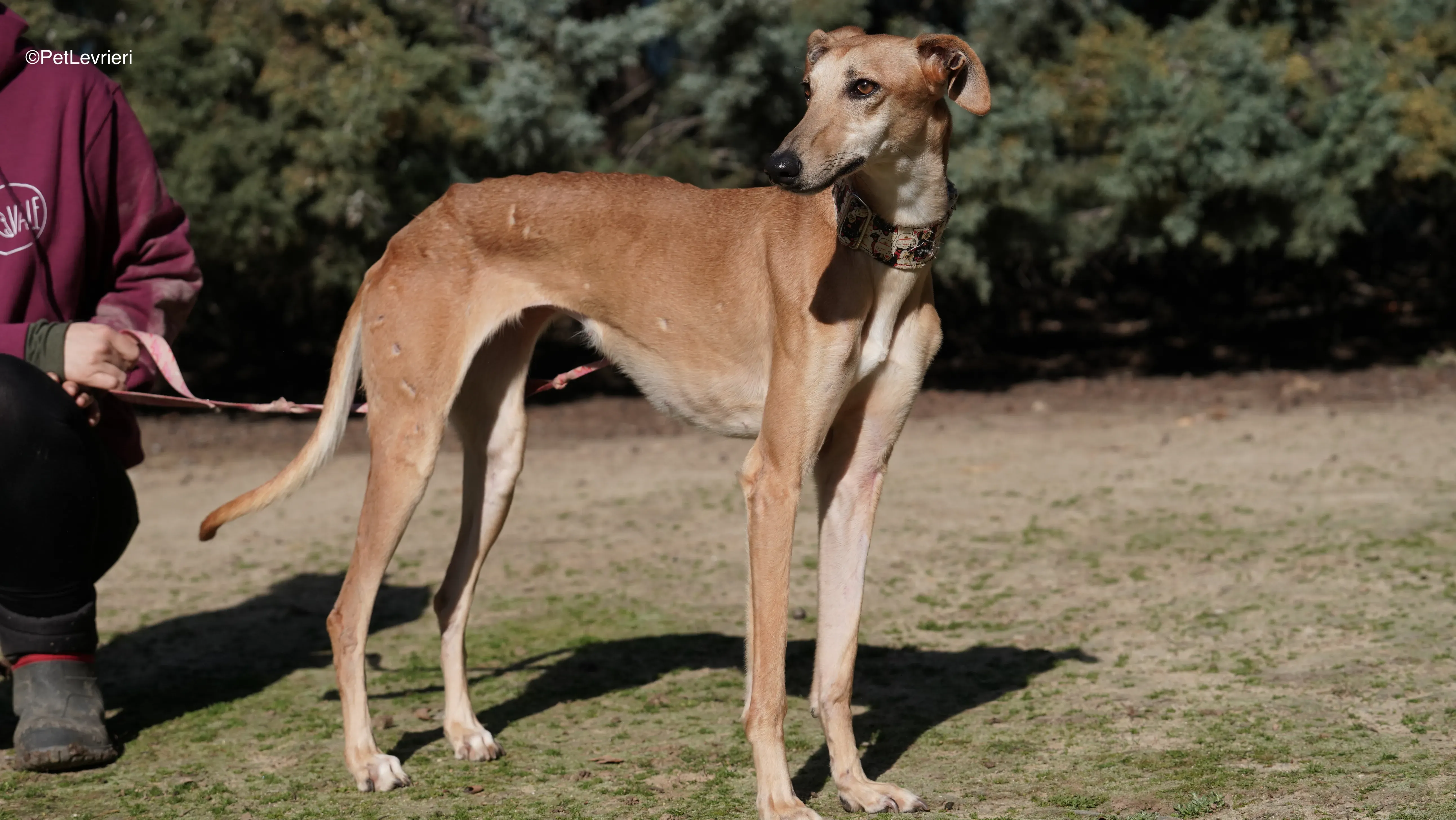 Linda adozione galgo pet levrieri 11